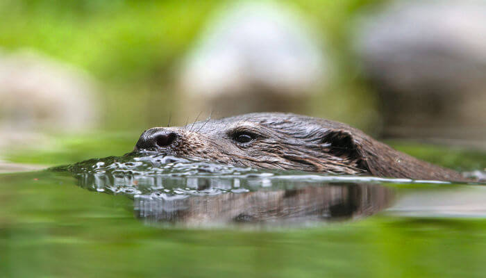 Fischotter-Schnauze an der Wasseroberfläche