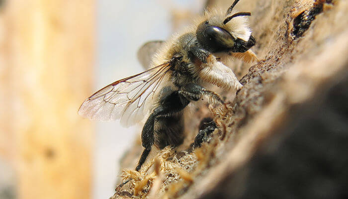 Garten-Wollbiene an Holzstück