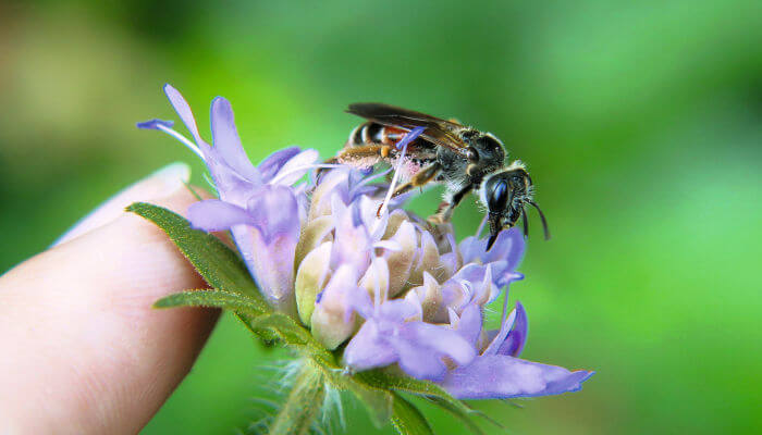 Knauten-Sandbiene auf violetter Blüte