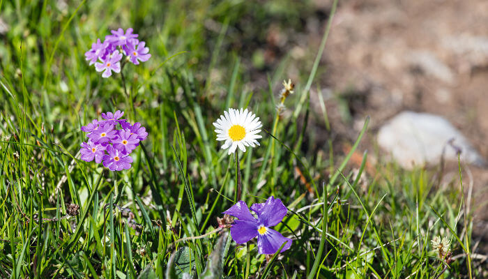 Alpenblumen im Sommer auf der Wiese