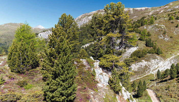 Tannen im Sommer am Pass da Costainas
