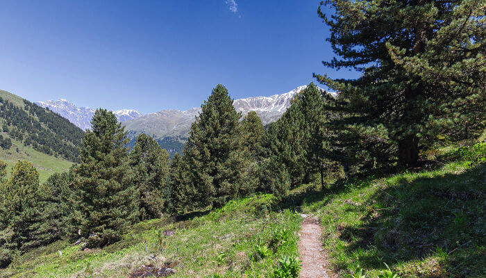Wanderweg im God Tamangur im Sommer mit Arven