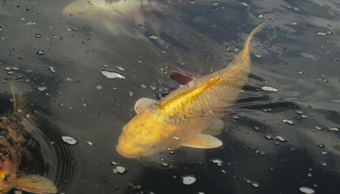Gelber Koi unter der Wasseroberfläche