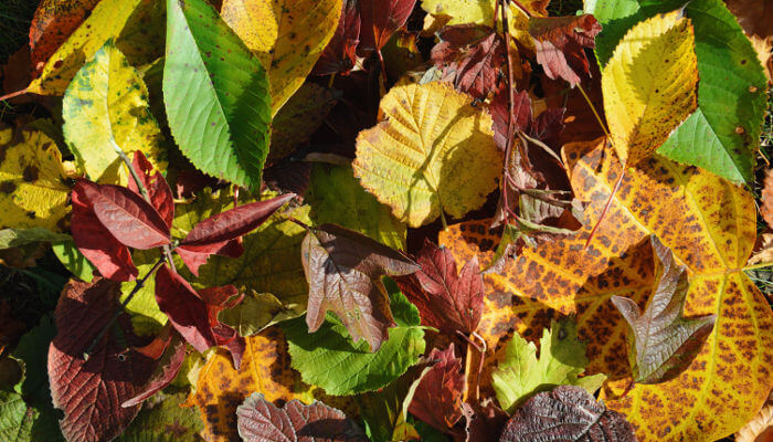 Herbstlaub am Boden