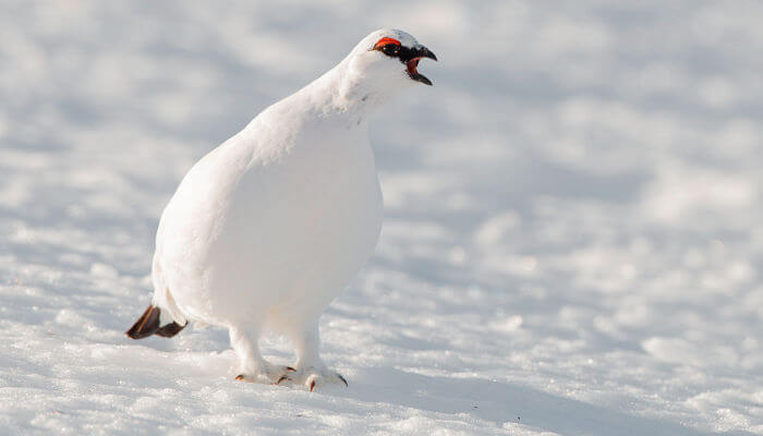 Schneehuhn im Schnee mit offenem Schnabel