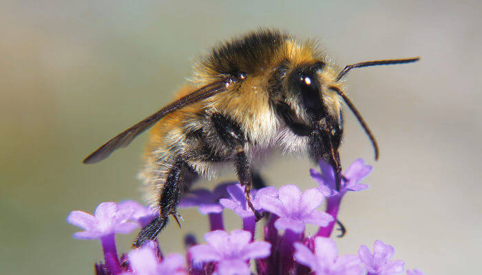 Hummel auf einer Blüte