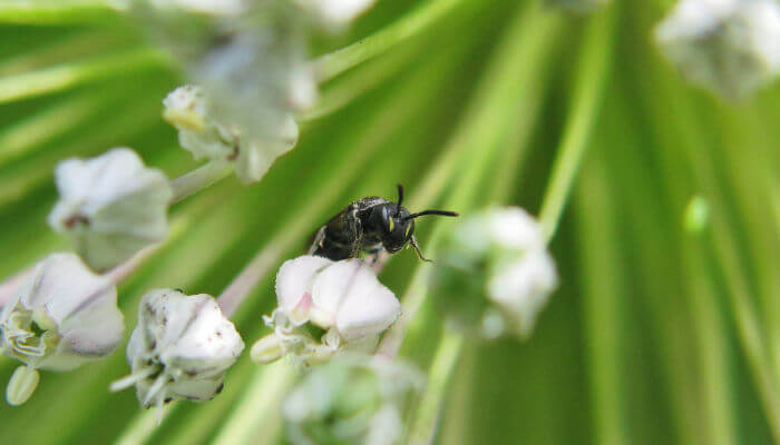Maskenbiene auf einer weissen Blüte