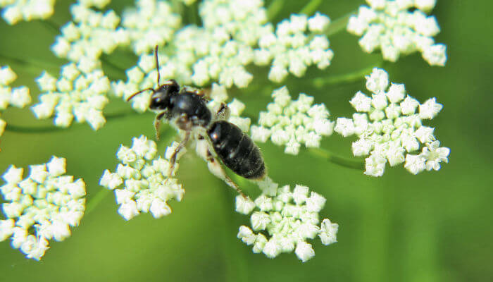 Sandbiene auf einer weissen Blüte