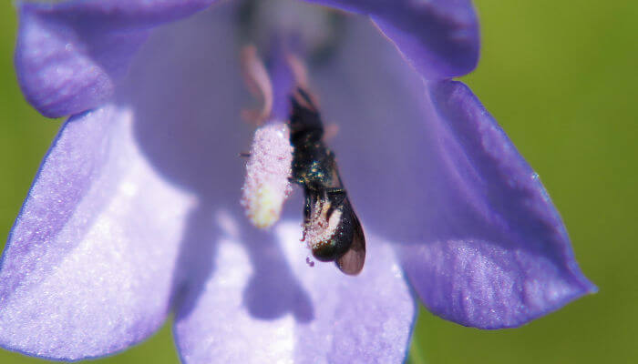 Scherenbiene auf einer violetten Blüte