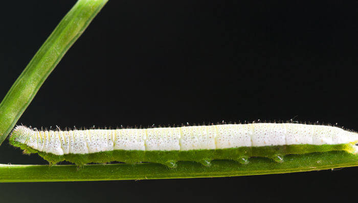 Weiss-Grüne Raupe des Aurorafalter