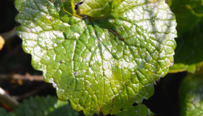 Grünes Blatt im Sonnenlicht