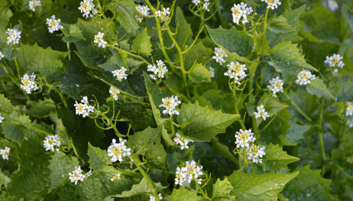 Weisse Blüten der Knoblauchsrauke