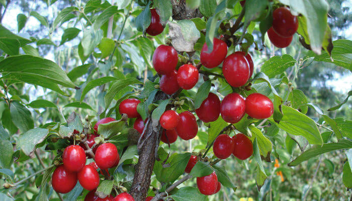 rote Früchte der Kornelkirsche