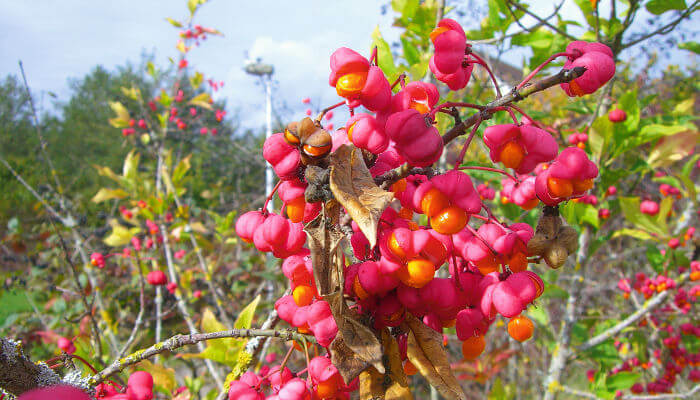 rosa Früchte des Pfaffenhütchen