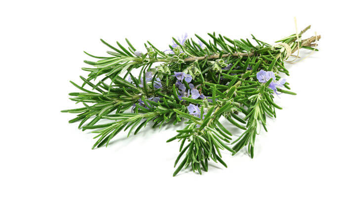 Grüner Rosmarinzweig mit violetten Blüten