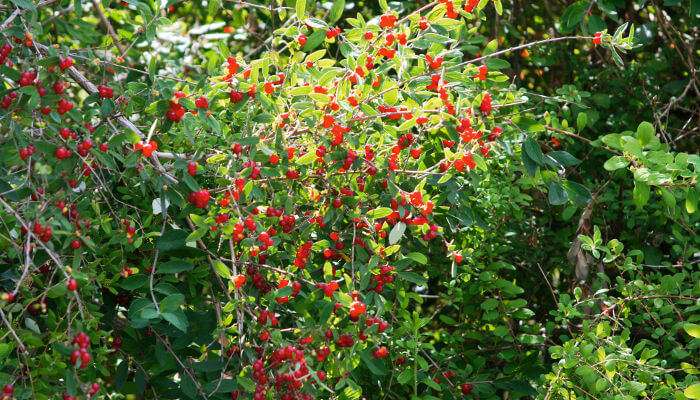 rote Früchte der roten Heckenkirsche