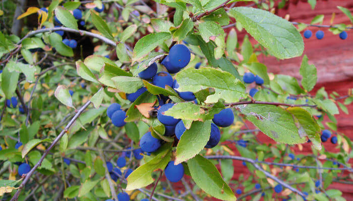 blaue Früchte des Schwarzdorn