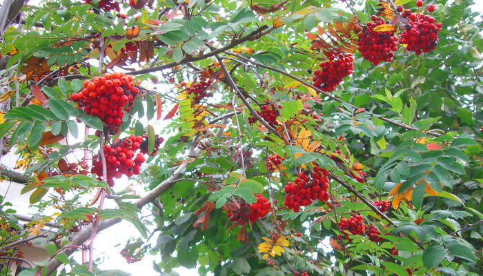 rote Früchte der Vogelbeere