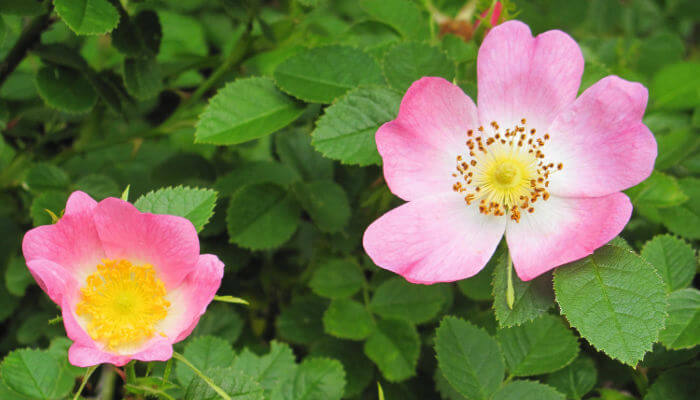 rosarote Blüten der Wildrose