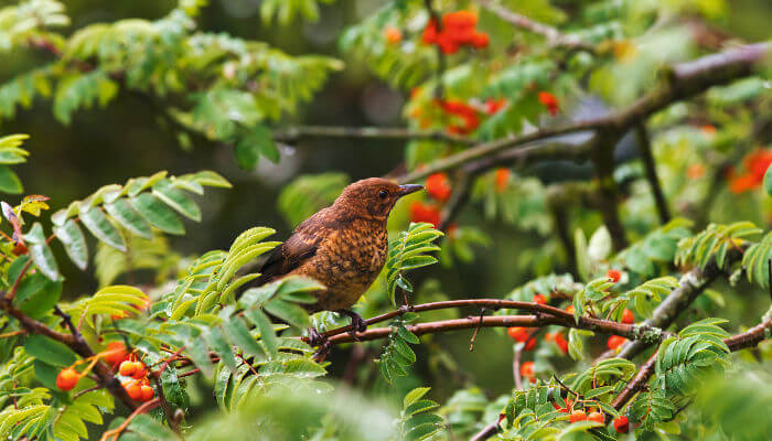 Vogel in einem Wildstrauch mit roten Beeren