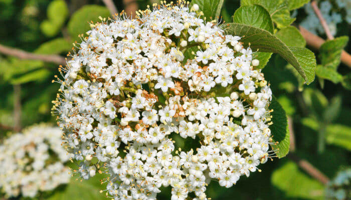 Weisse Blüten des wolligen Schneeball