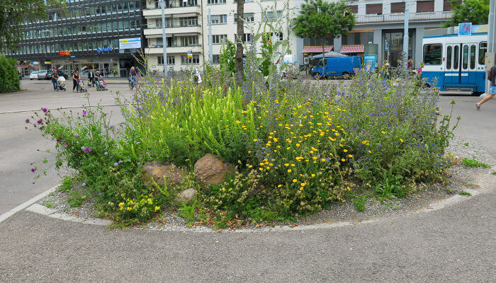 Mit Wildpflanzen für Wildbienen optimierte Bauminsel