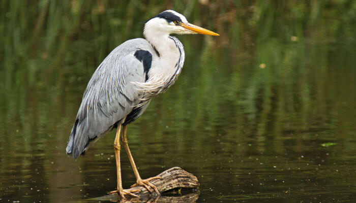 Fischreiher auf Holzstamm im See