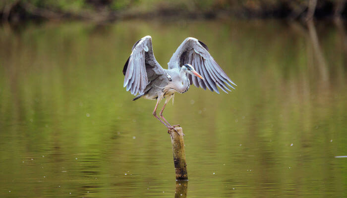 Graureiher auf einem Holzstab und offenen Flügel im See