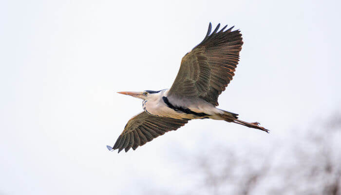 Graureiher mit ausgestreckten Flügel im Flug