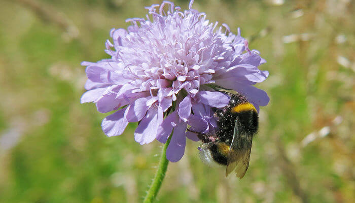 Wildbiene an einer violetten Blüte
