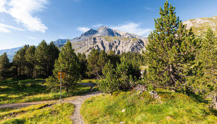 Wanderweg zwischen Wiesen und Bäumen auf dem Ofenpass