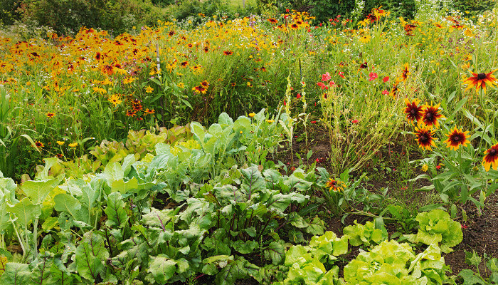 Gemüse und Blumen im Sommer für Insketen