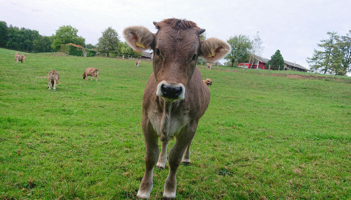 Junges Muneli auf grüner Wiese schaut interessiert