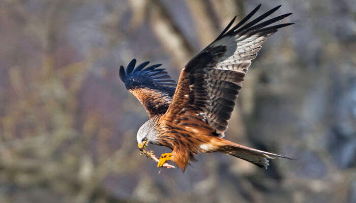 Rotmilan fliegt mit Schlachtabfallen davon