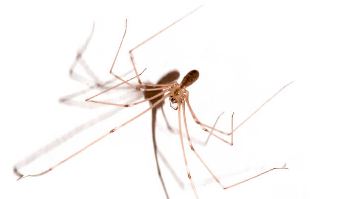 Zitterspinne an einer weissen Wand