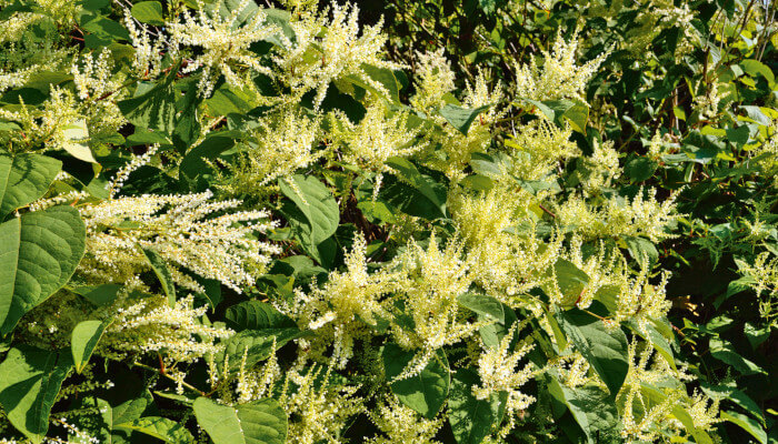 Weisse Blüten des Asiatisches Staudenknöteriche
