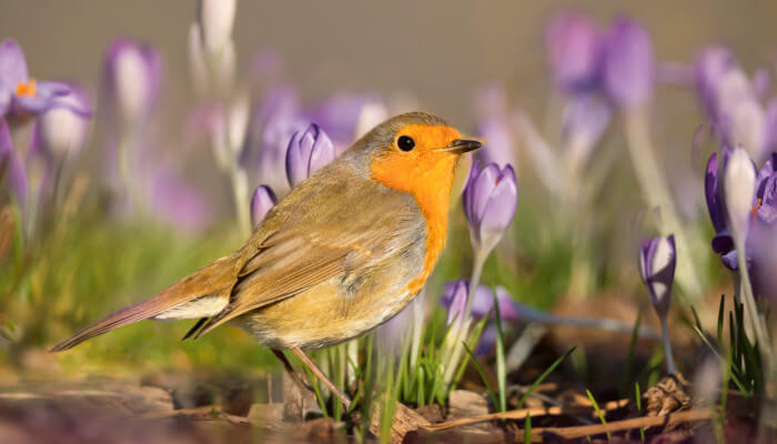 Rotkehlchen im violetten Krokusfeld im Frühling