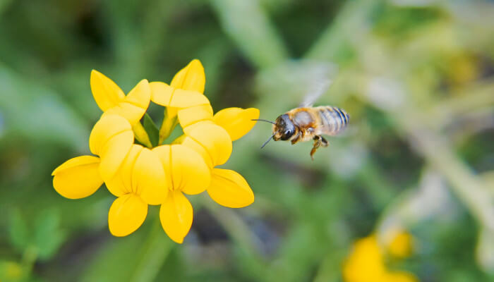 Anflug Dreizahn-Stängelbiene auf eine gelbe Blüte im Frühling