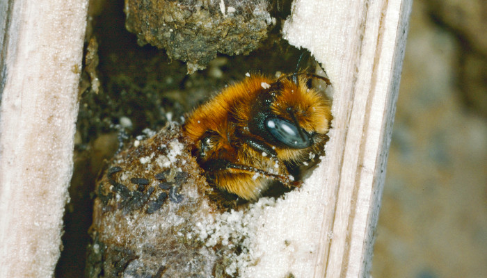 Schlüpfen einer Dreizahn-Stängelbiene aus ihrem Nest