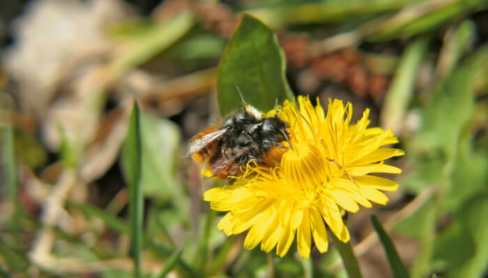 Wildbienen beim paaren auf einen gelben Löwenzahn