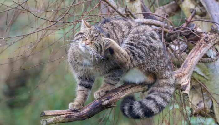 Wildkatze auf Baumast welche sich Kratz