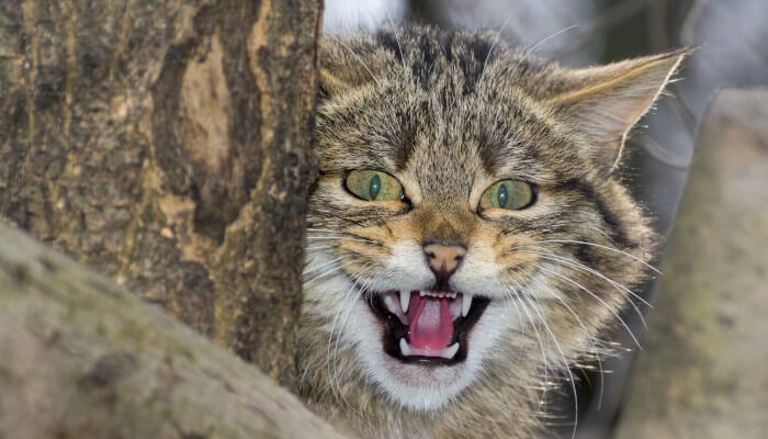 Fauchende Wildkatze schaut hinter Baum hervor