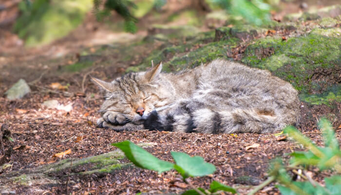 Wildkatze schläft im Wald in einer Erdmulde