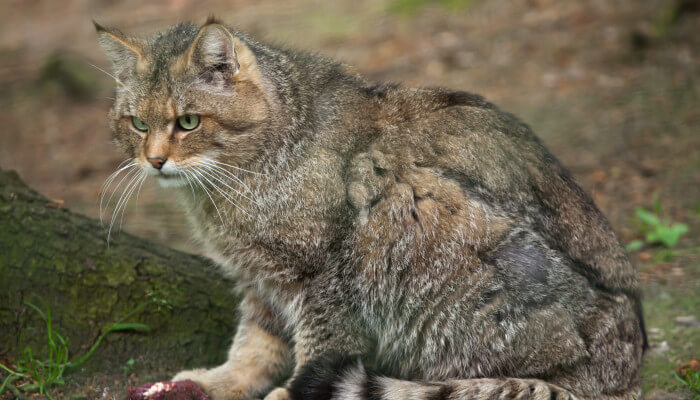 Graue Wildkatze von der Seite im Wald