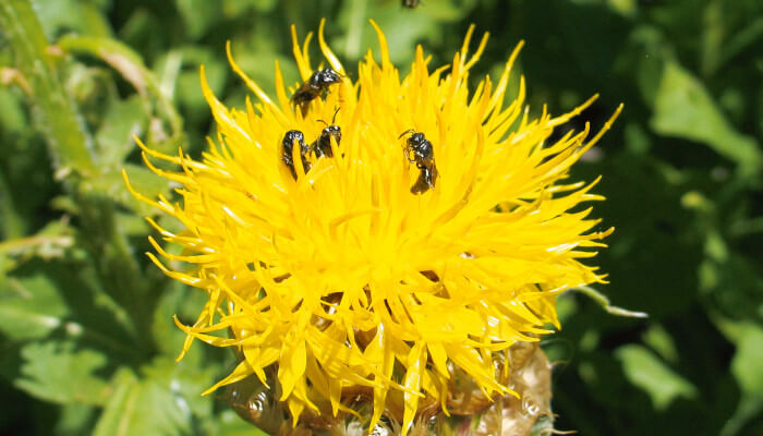 Gelbe Blüte des Löwenzahn mit Maskenbienen auf Nektarsuche