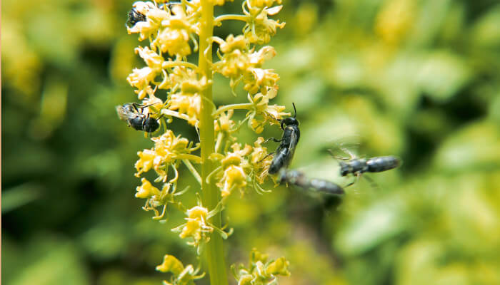 Maskenbienen auf gelber Blüte