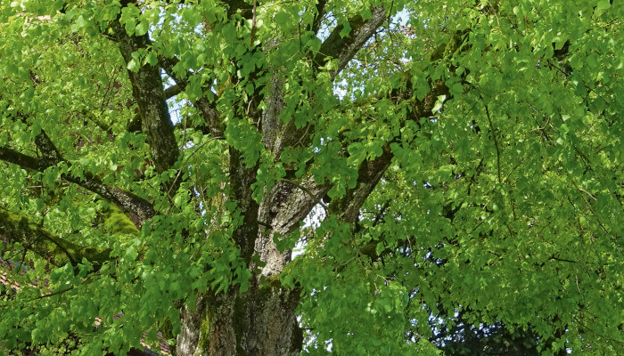 Lindenbaum von unten mit Sicht in die grüne Blättern