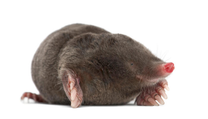 grauer Maulwurf von der Seite