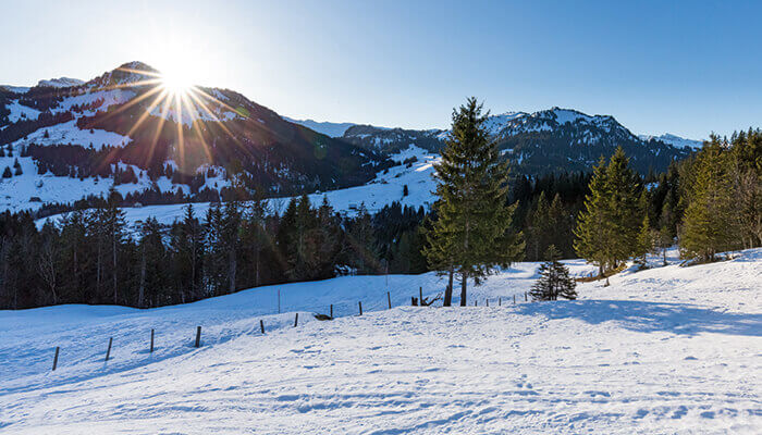 Bedeckte Wiesen mit Schnee und Tannen auf dem Furggelenstock
