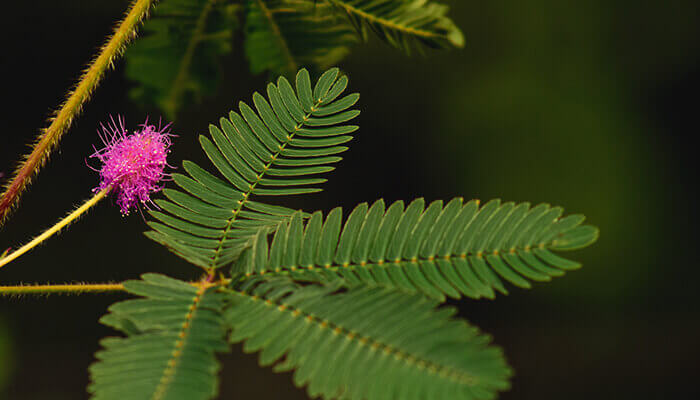 Grüne Blätter des Mimosenpflänzchen mit rosa Blüte